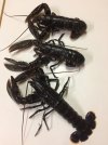 homards.JPG