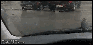 7433078190_8107ab381a_o.gif