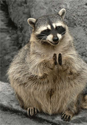 8de3f96a.gif