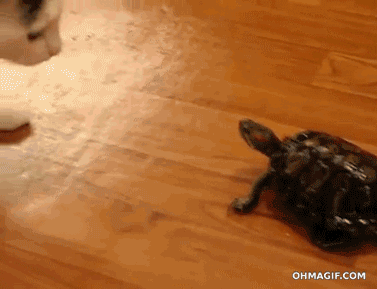 gifTortue8.gif
