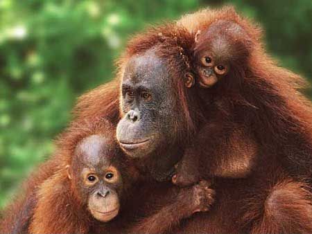 orangutans.jpg