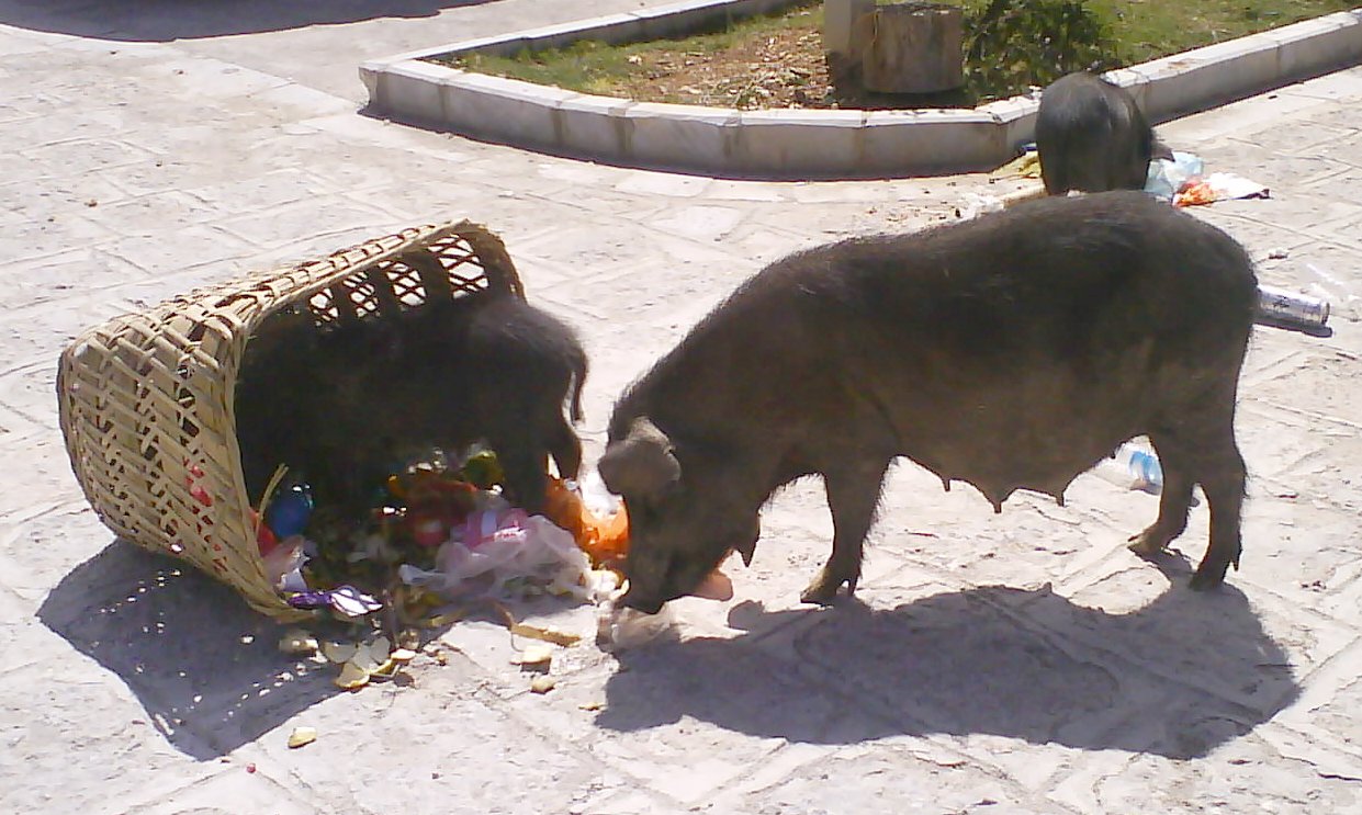 Porcs_tibetains.jpg