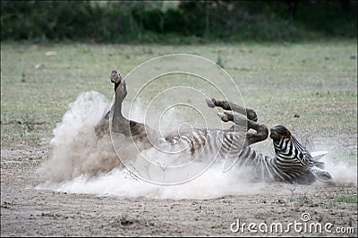 zebra-rolling-dust-16145409.jpg