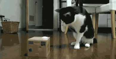 tumblr_m8m2aeL6PC1r3a6jho1_400.gif