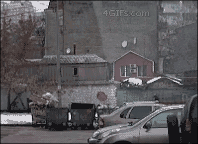 Tree-falls-close-call.gif
