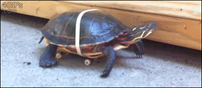 Skateboarding-turbo-turtle.gif