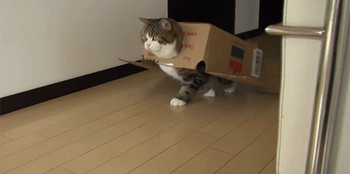 tumblr_mhmk40kxPj1ryd9ojo1_500.gif