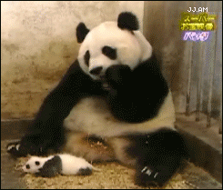 8ecde210jw1dwestfh4rrg.gif