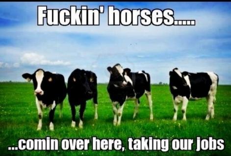 findus-humour-dehors-les-chevaux.jpg