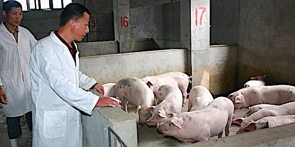 wikiagri.fr