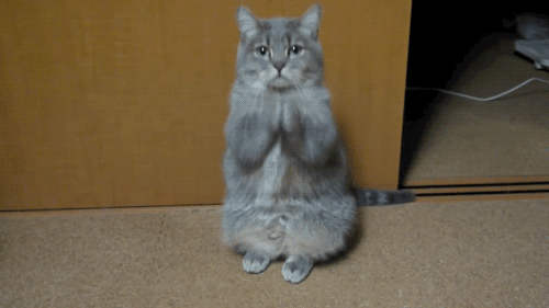 tumblr_n2pev1eGv31sonaj0o1_500.gif