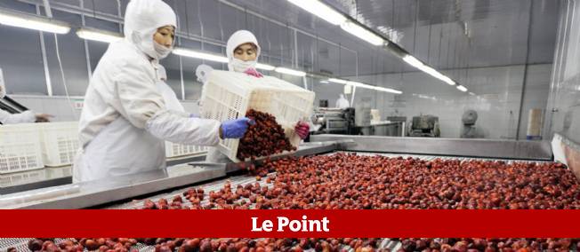 fraises-chine-697442-jpg_479411.JPG