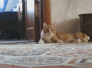 6d548ddcgw1e85nwbau2gg208w06mnm3.gif