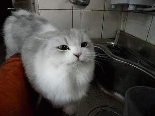 tumblr_n4k5ctf4Qc1qb61kpo1_400.gif