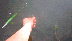 psb.gif