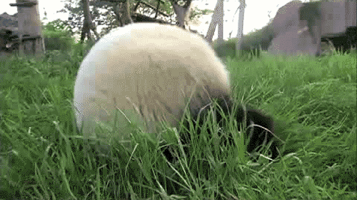 tumblr_lnw5tbY2LT1qkka1po1_500.gif