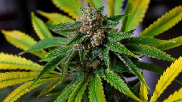GTY_marijuana_459824915_jt_140202_16x9_608.jpg
