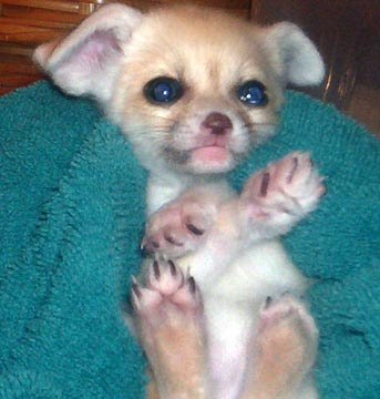 fennec-fox-0004.jpg