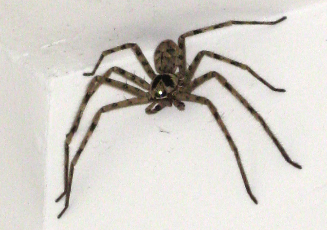 huntsman_china_rae.jpg