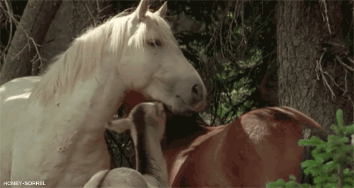 tumblr_m6hv6y2XuA1ra65p8o1_r1_500.gif