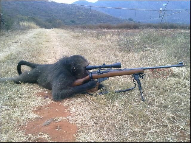 orangutan-sniper.jpg
