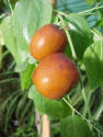 jujube.jpg