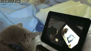 giphy.gif