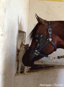 tumblr_mfsgac1H3q1qbxi45o2_r2_250.gif