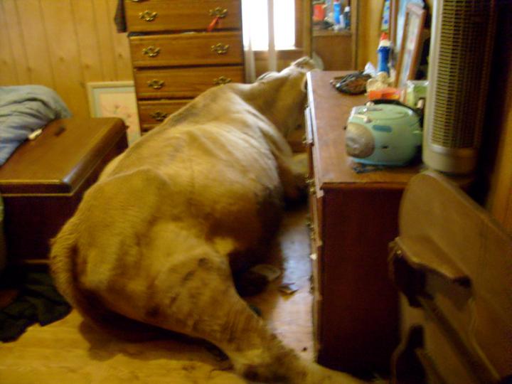 cow1.jpg