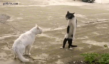 Cobra-cat.gif