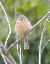 chichourle.jpg