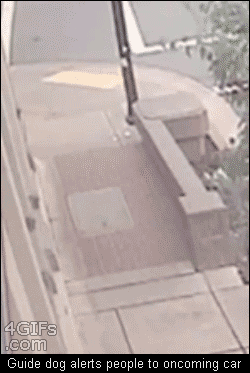 Guide-dog-saves-owner-from-car.gif