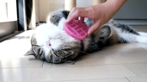 tumblr_mz5ezmdbVe1shf8zxo1_500.gif