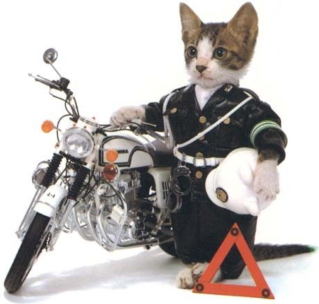 Chatpolicier_zps77015063.jpg