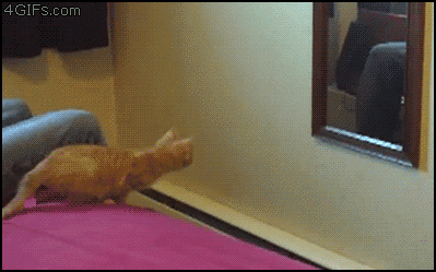 tumblr_meefgmycd01ql2603o1_400.gif