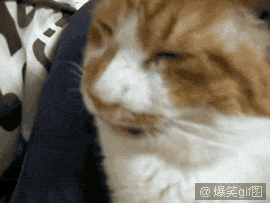 T1Eid.XpFfXXXXXXXX_!!885748143-1-pix.gif