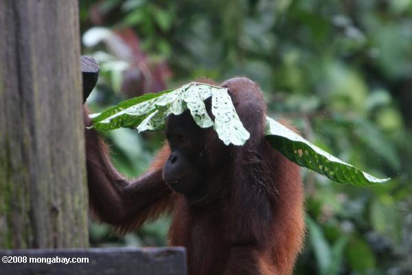 borneo_5322.JPG