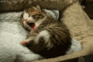 tumblr_n2nn4kyTwU1tw5bhko1_400.gif