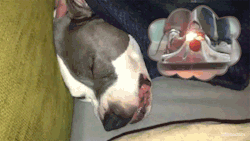 tumblr_mv53rfItJ11s2gg27o1_250.gif