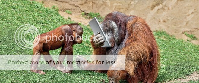 MAC07_ORANGUTANMERGE-wide.jpg