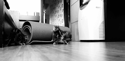 kitty-cat-yoga-mat.gif