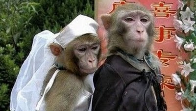 married-monkeys.jpg