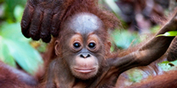 7529_Orangutan_baby_email.jpg
