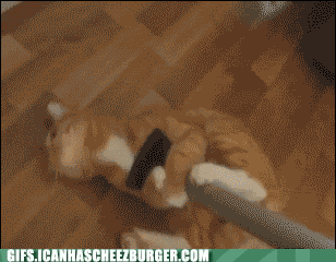 funny-pictures-i-can-has-cheezburger-animal-gifs-vacuuming-skills.gif