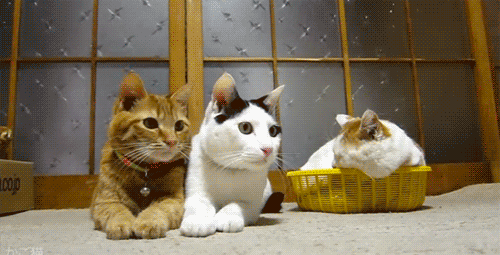 Moving-animated-picture-of-ping-pong-cats.gif