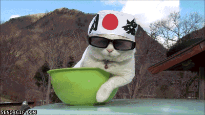 funny-gifs-shiro-the-cool-cat.gif