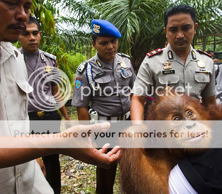 NEXT-Babahrot-Indonesia-mdash-A-member-of-the-Sumatran-Orangutan-Conservation-Program-holds-a-2-year-old-orphaned-orangutan-named-Rahul-.jpg