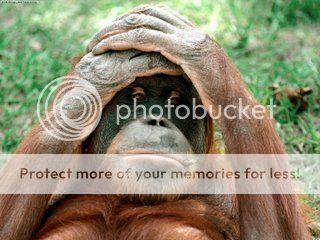 Orangutan-797970.jpg
