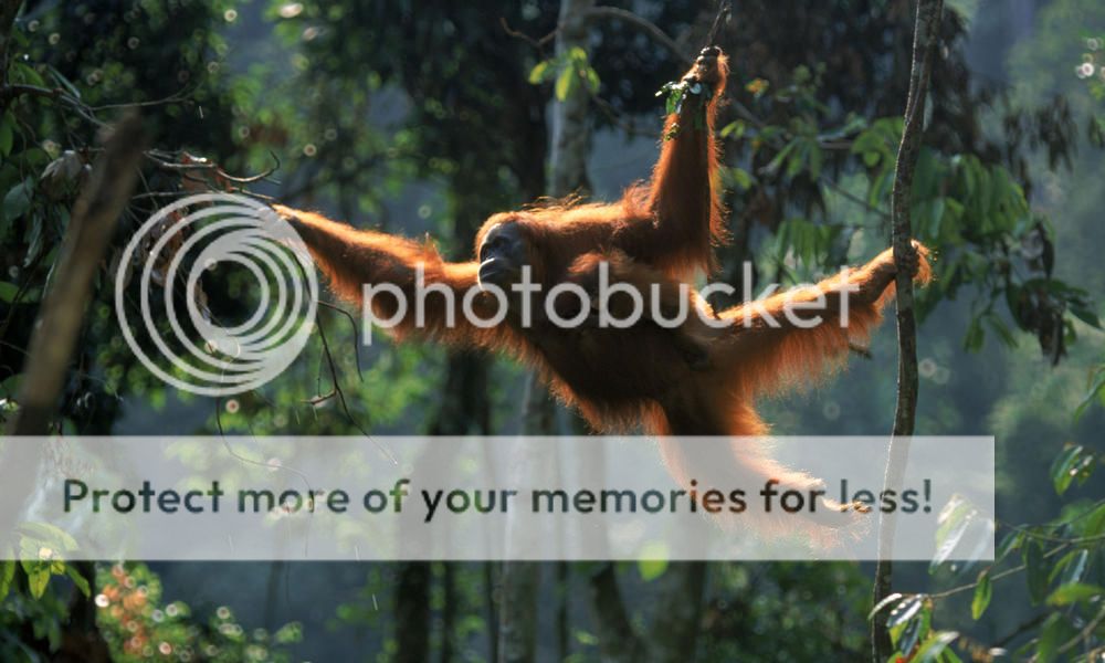 Sumatran_Orangutan_862012_What_WWF_Is_Doing_XL_257637.jpg
