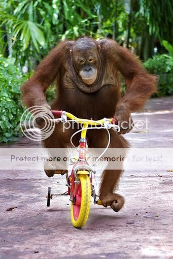 an-orangutan-monkey-riding-a-bike.jpg